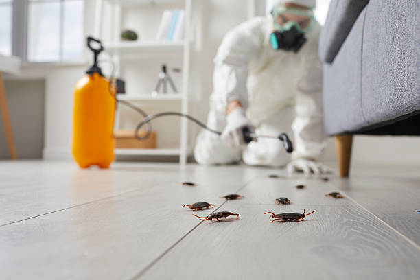 Commercial Rodent Management in North Canton